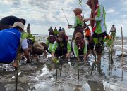 Konservasi Lingkungan, 2000 Pohon Mangrove ditanam di Pulau Kaung Buer