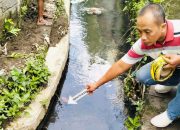 Penyakit Kumat, Jasad IGS ditemukan di Selokan