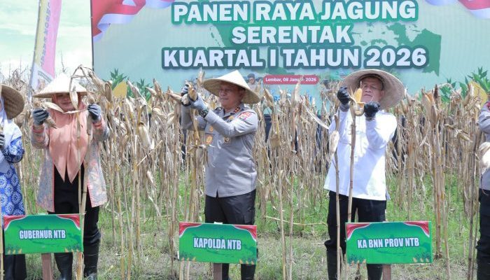 Kapolda NTB Turun ke Sawah, Panen Raya Jagung Serentak Digelar di Lombok Barat